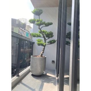 招財植物室外